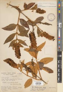 Type specimen at Edinburgh (E). Forrest, George: 6285. Barcode: E01112561.
