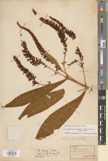 Type specimen at Edinburgh (E). Henry, Augustine: 9025. Barcode: E01112571.