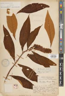 Type specimen at Edinburgh (E). Forrest, George: 979. Barcode: E01112585.