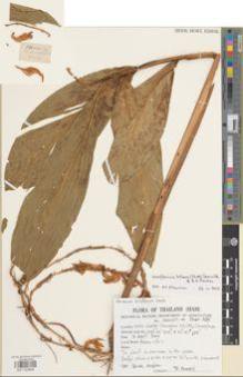 Type specimen at Edinburgh (E). Kaewsri, Wittaya: 66. Barcode: E01122905.