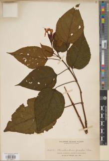 Type specimen at Edinburgh (E). Elmer, Adolph: 10223. Barcode: E01126677.