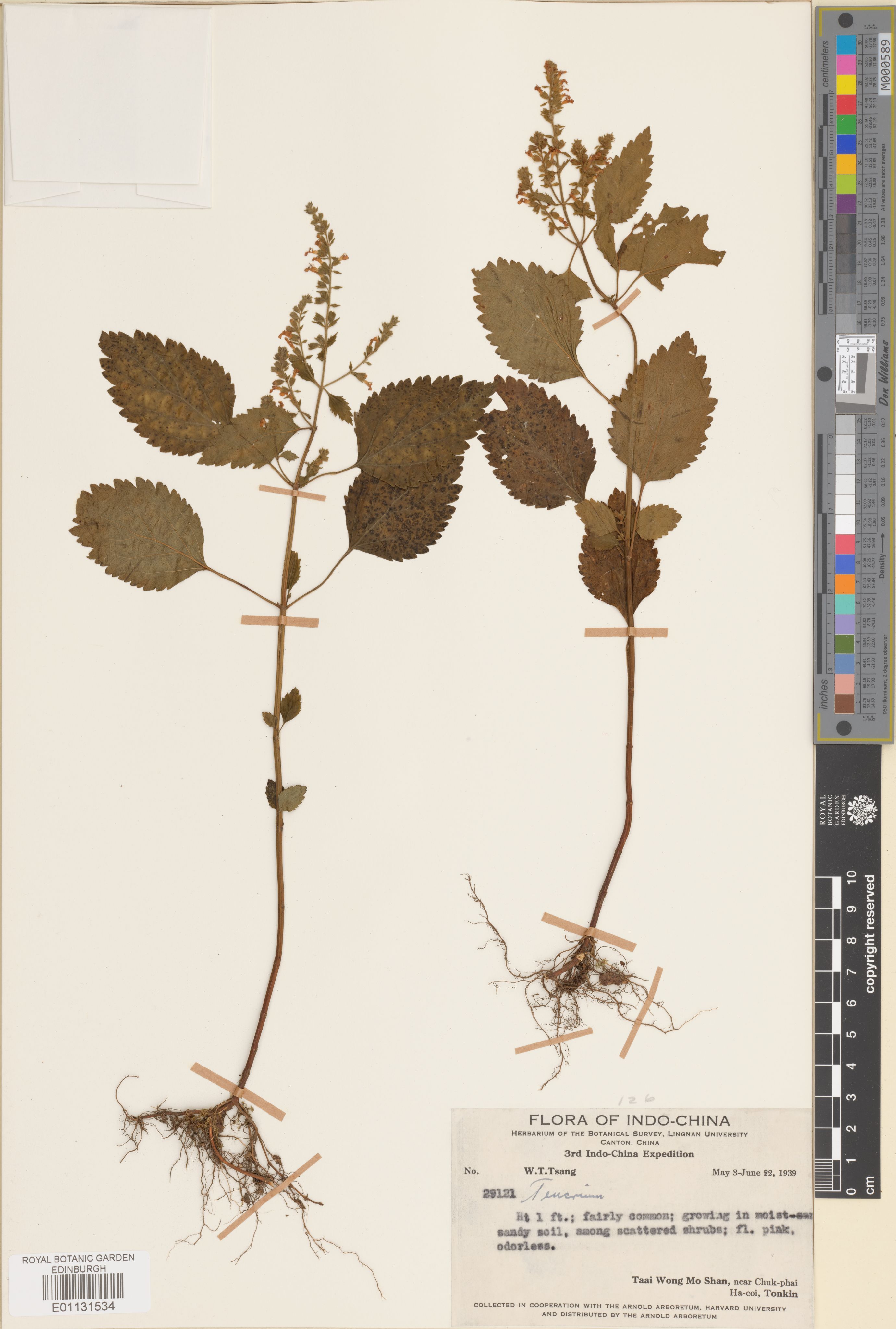 Teucrium shanicum — ảnh 2