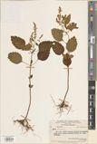 Teucrium shanicum — ảnh 3