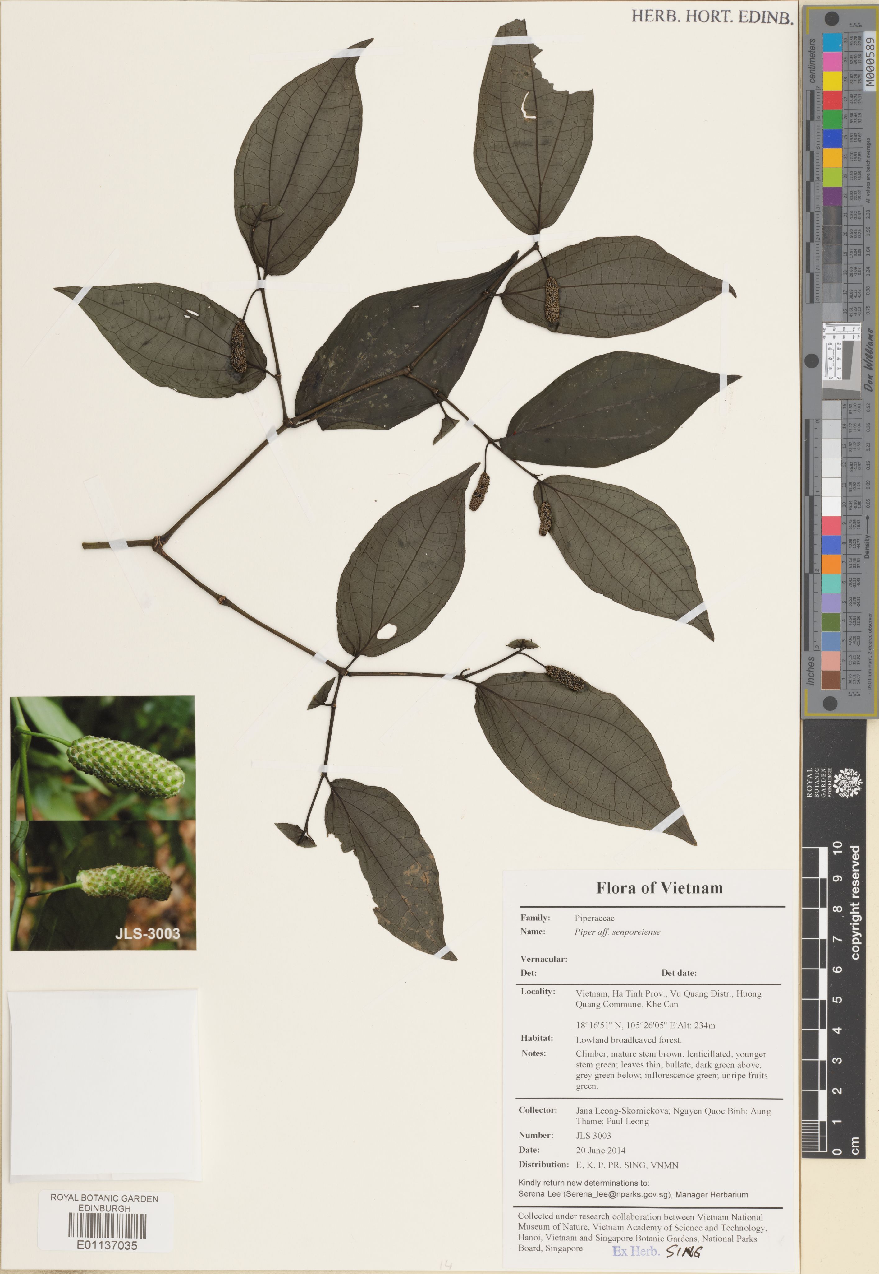 Piper senporeiense — ảnh 2
