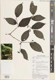 Piper senporeiense — ảnh 3