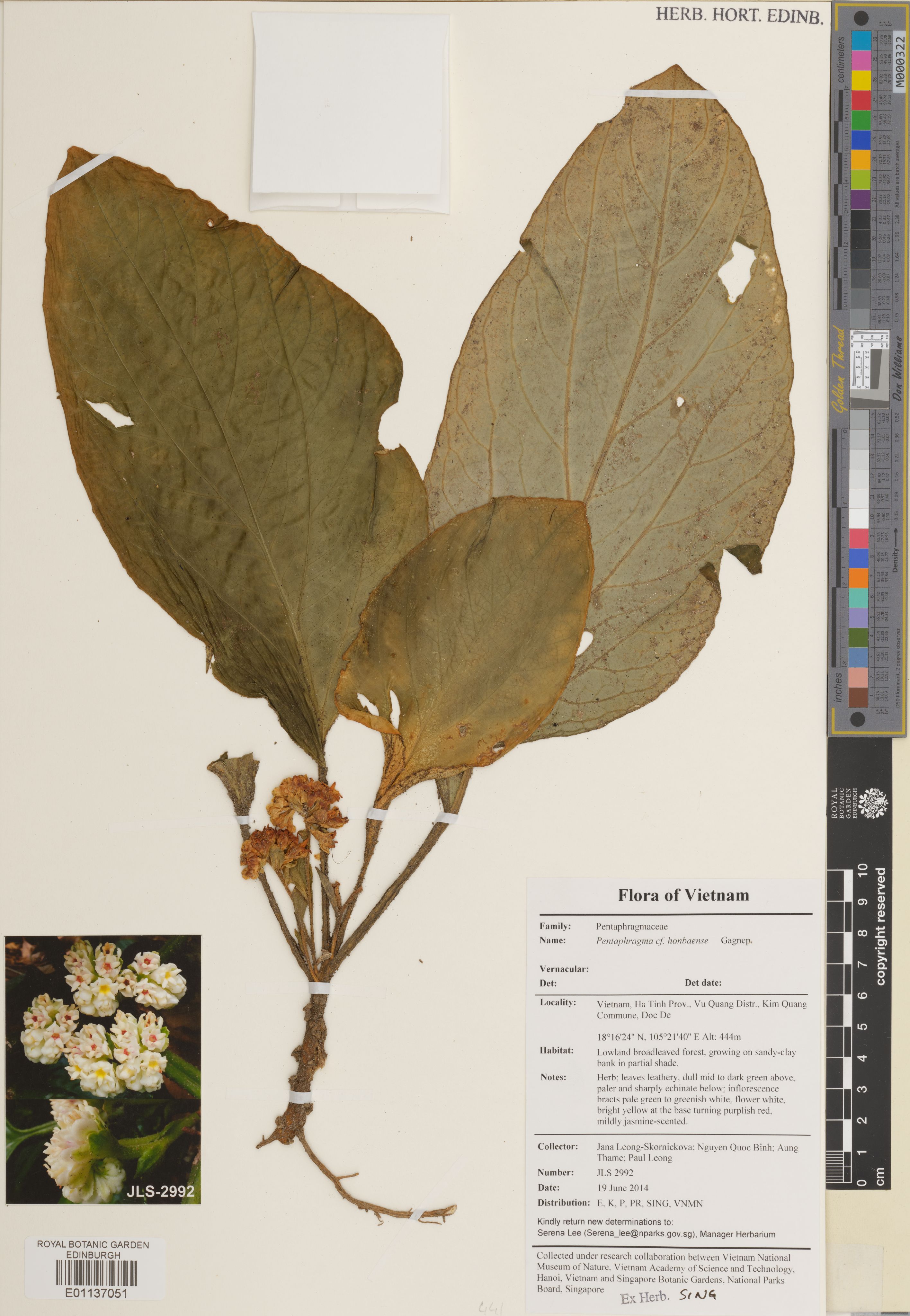 Pentaphragma honbaense — ảnh 2