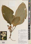 Pentaphragma honbaense — ảnh 3