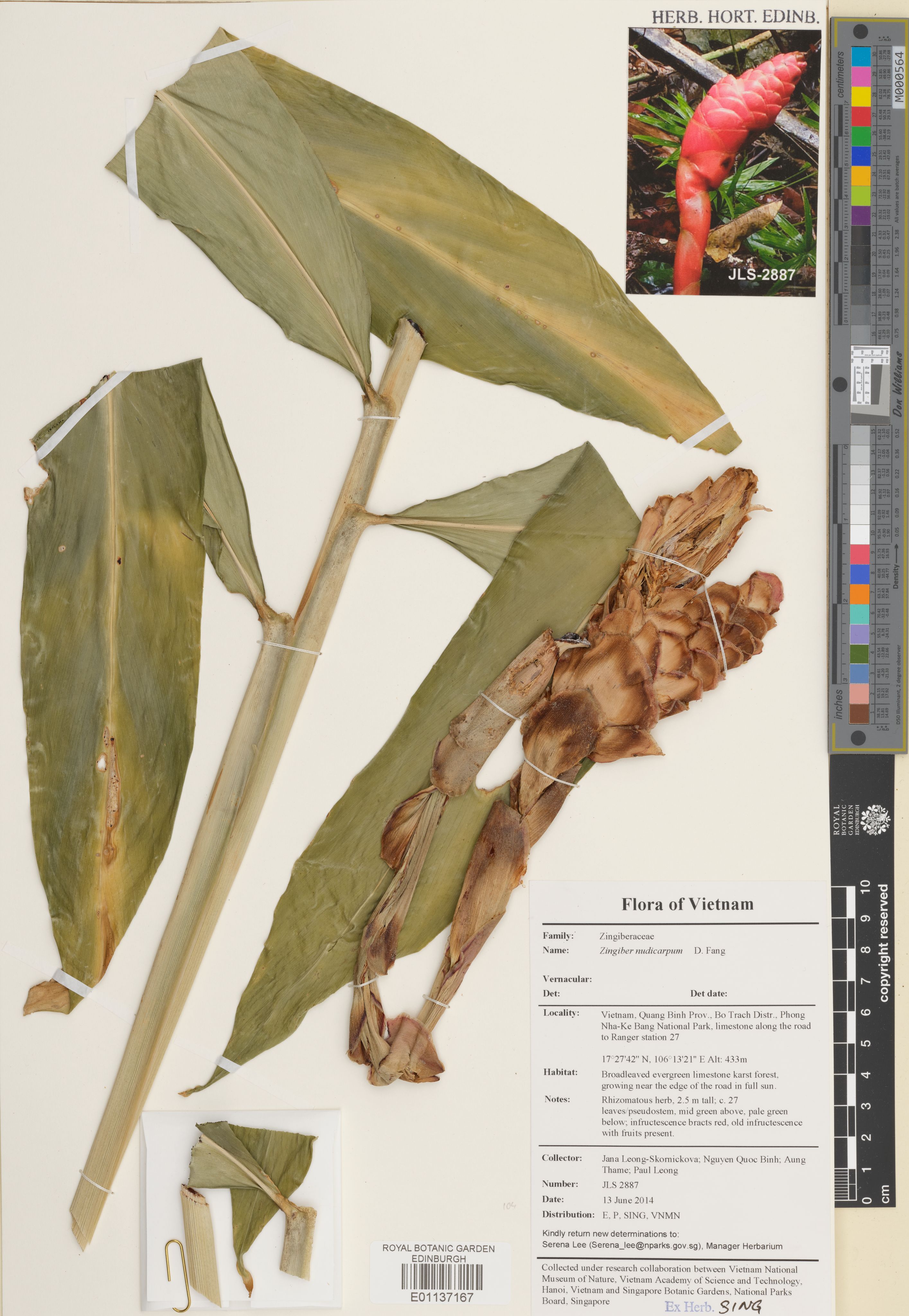 Zingiber montanum — ảnh 2