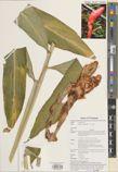 Zingiber montanum — ảnh 3