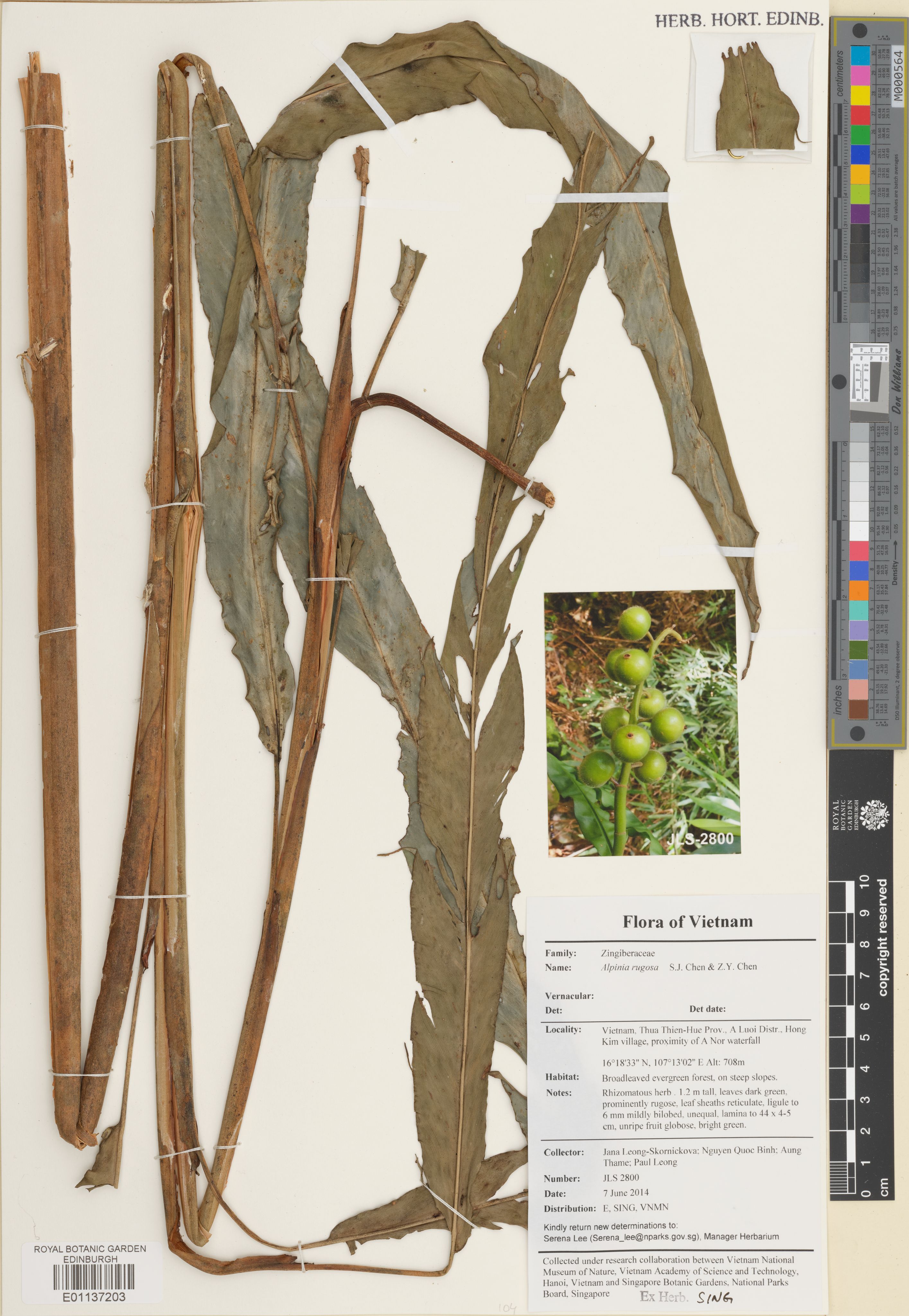 Alpinia rugosa — ảnh 2