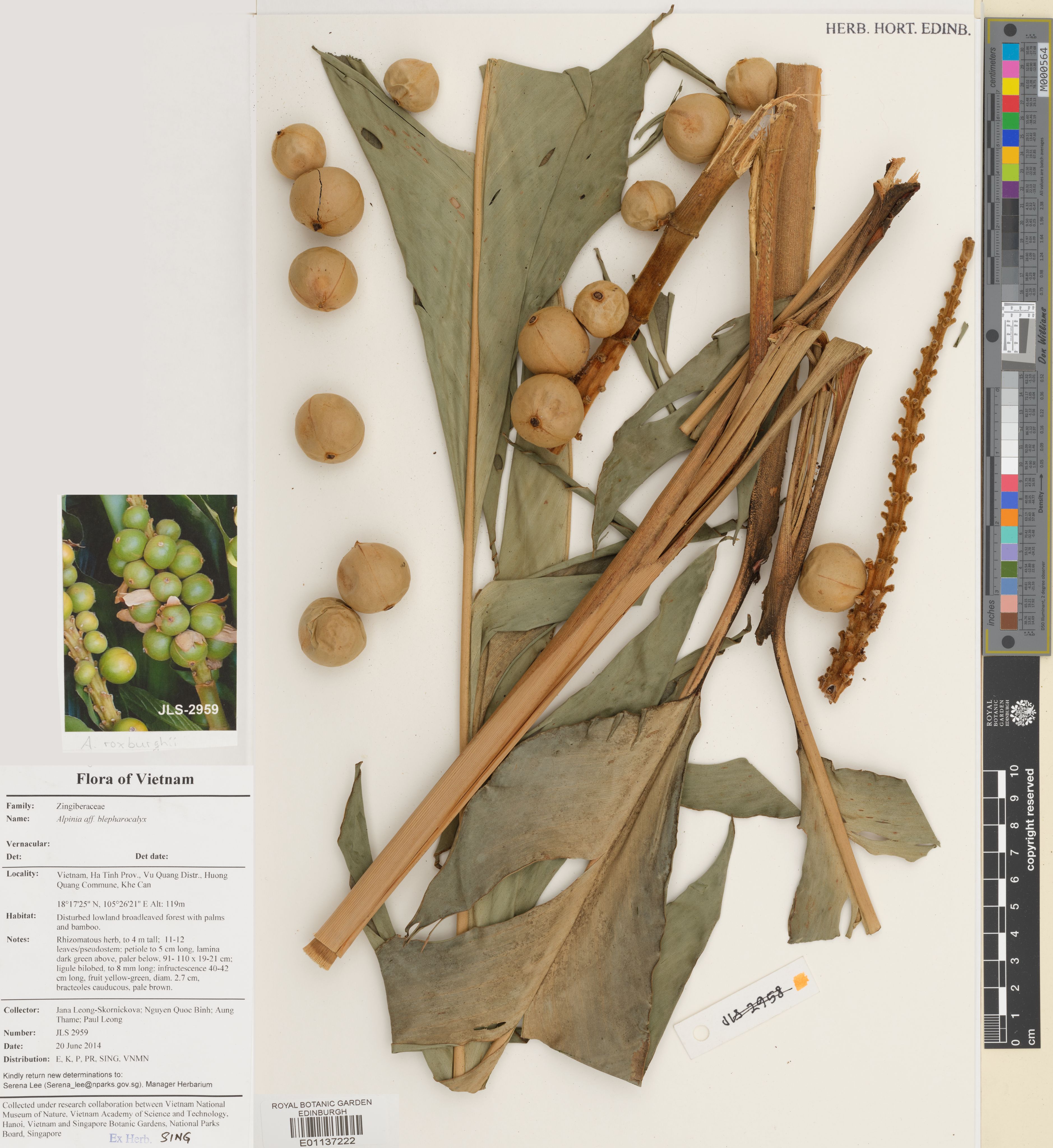 Alpinia roxburghii — ảnh 3