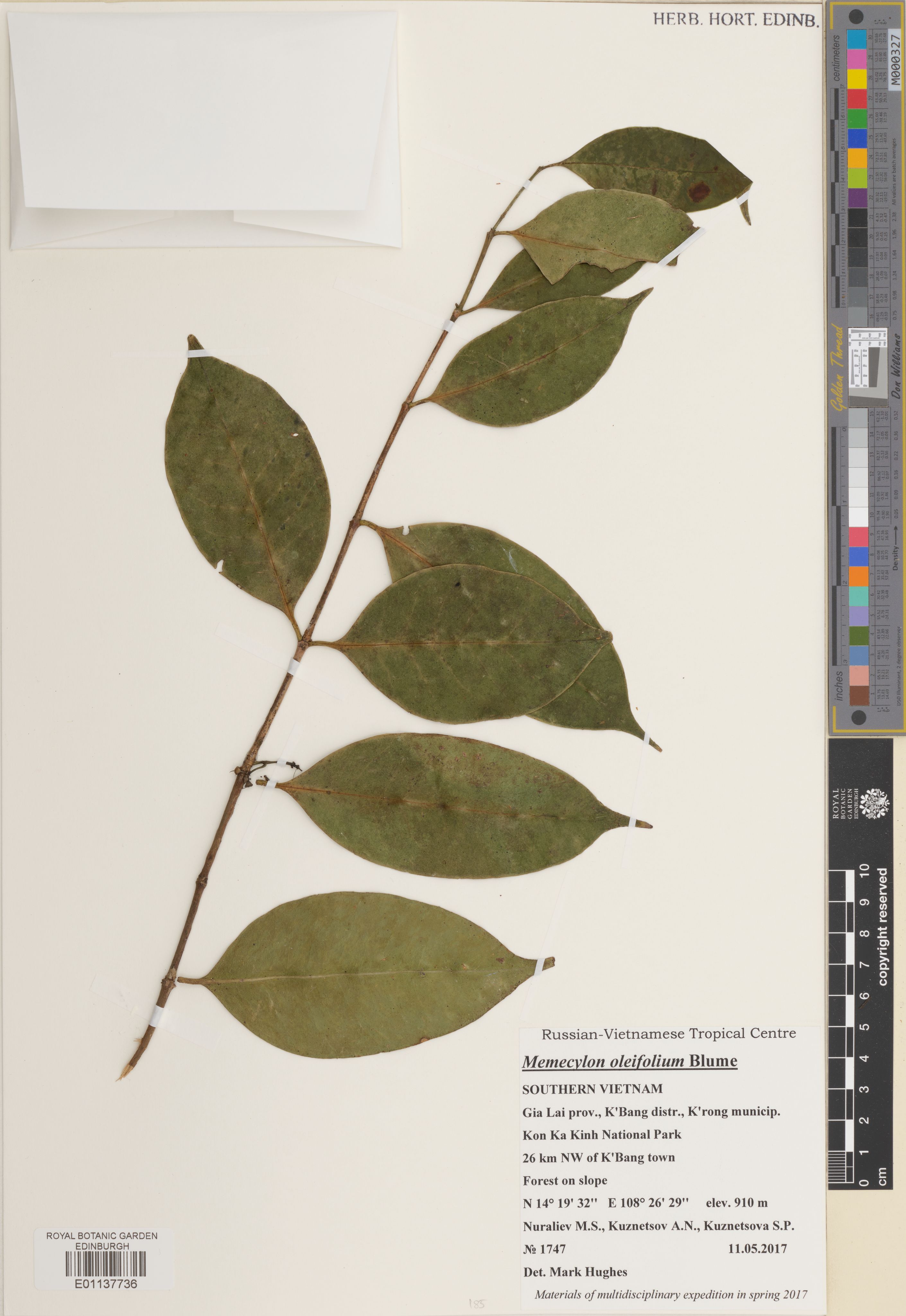 Memecylon oleifolium — ảnh 2