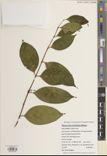 Memecylon oleifolium — ảnh 3