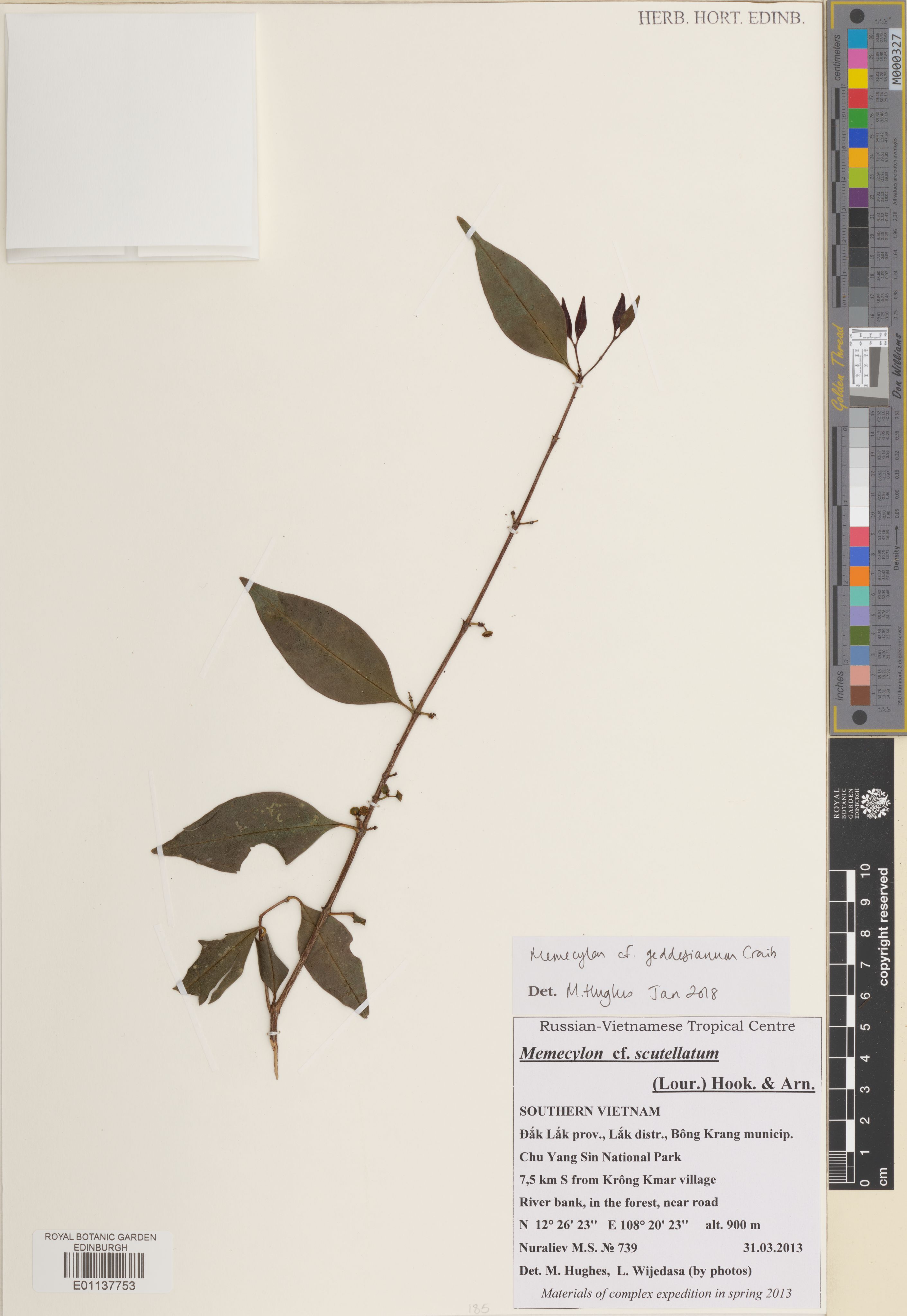 Memecylon geddesianum (Memecylon geddesianum)