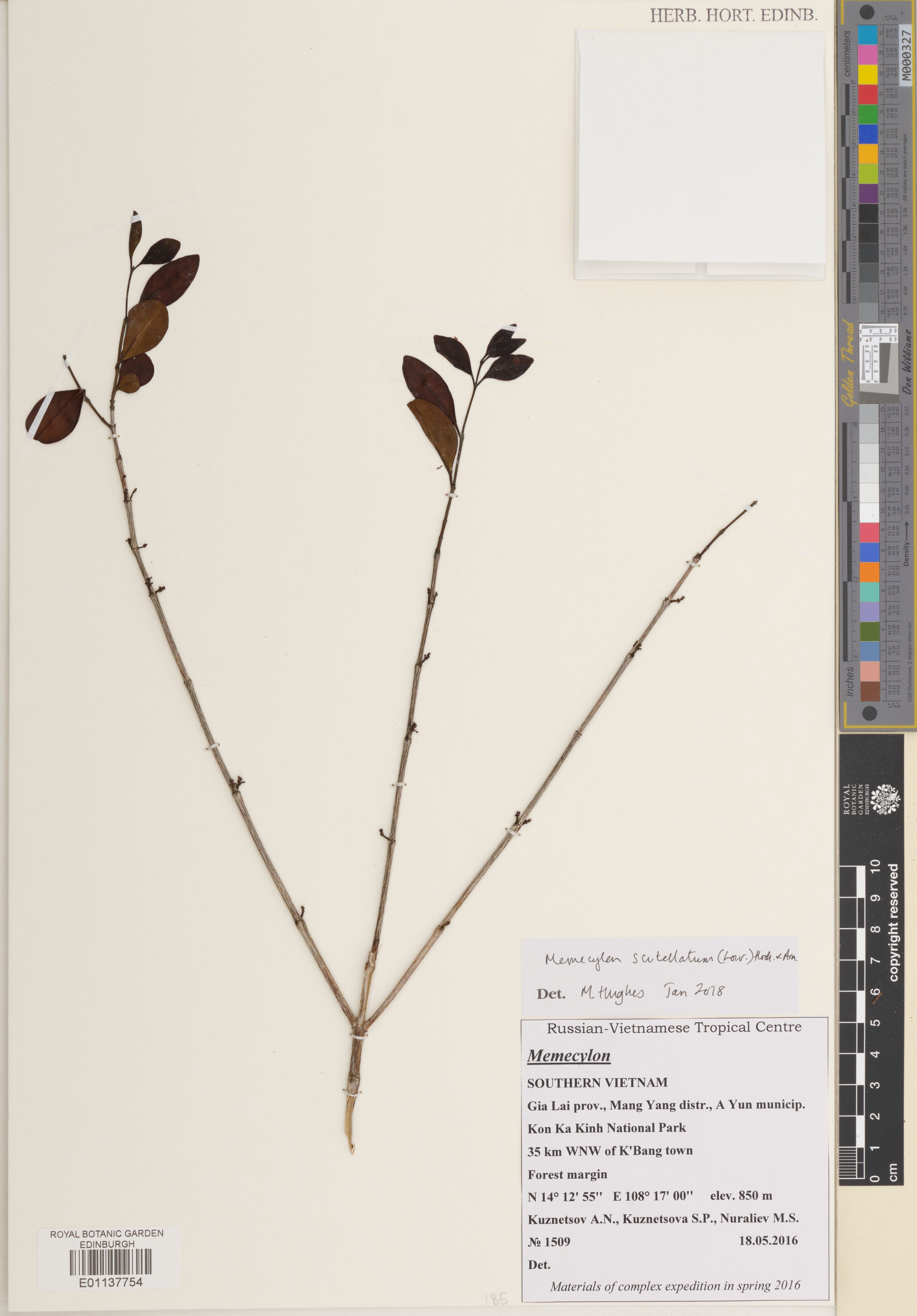 Memecylon scutellatum — ảnh 2