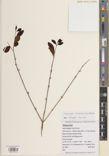 Memecylon scutellatum — ảnh 3