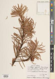 Type specimen at Edinburgh (E). Li-kuo, Fu: 8012. Barcode: E01137832.