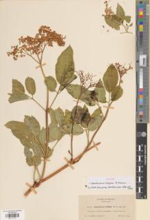Type specimen at Edinburgh (E). Heller, Amos: 11037. Barcode: E01171277.