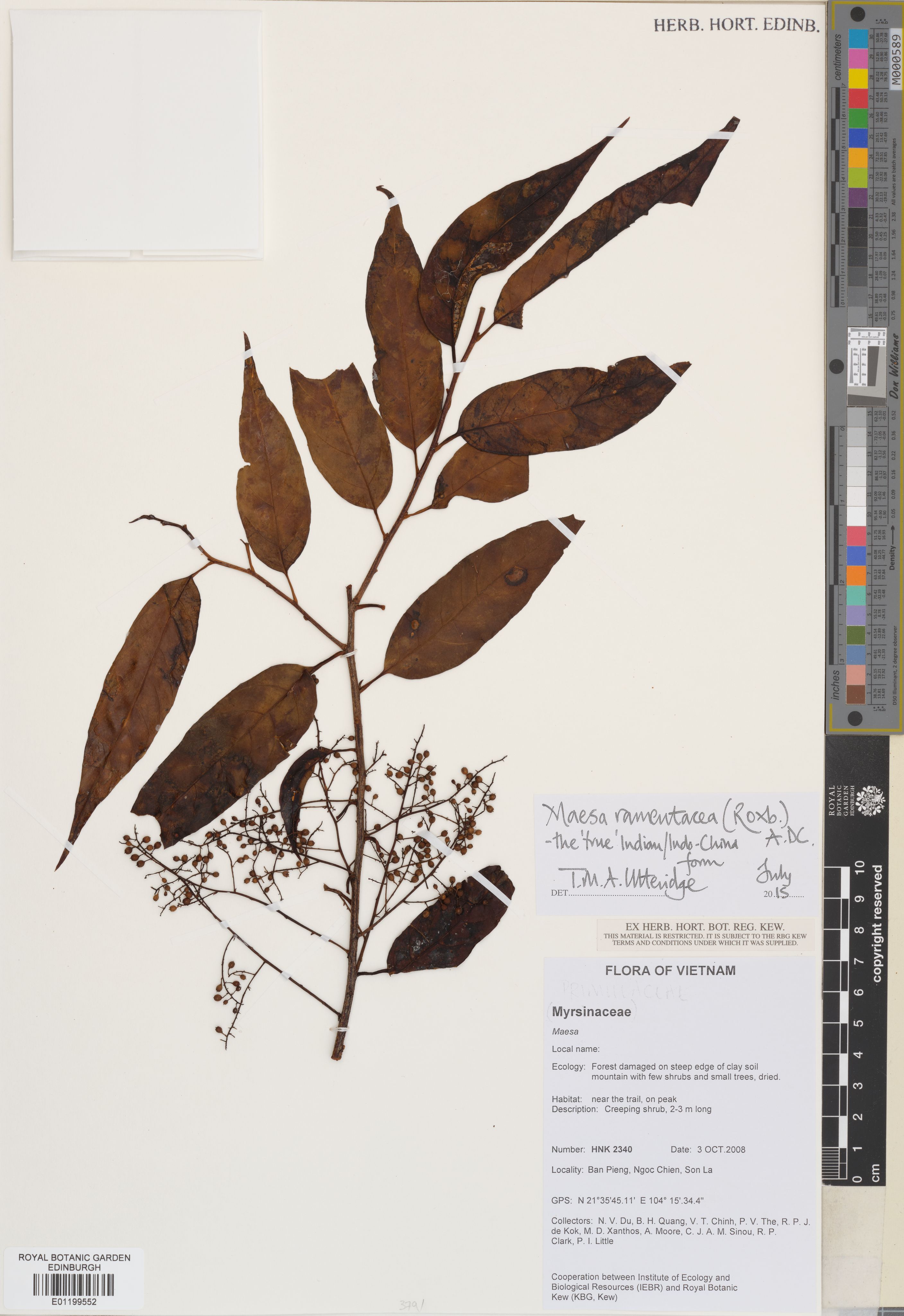 Maesa ramentacea — ảnh 2