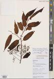 Maesa ramentacea — ảnh 3