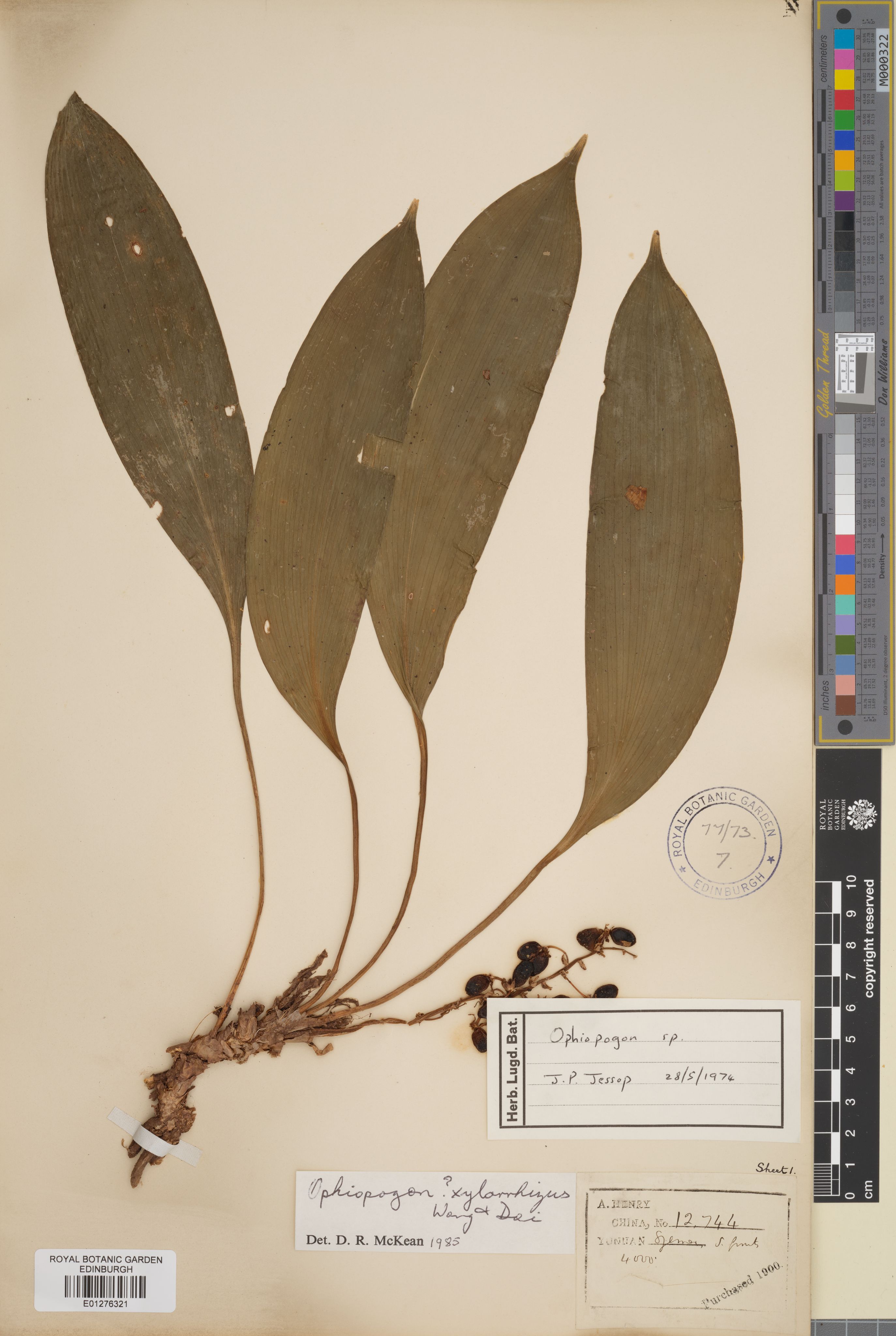 Ophiopogon xylorrhizus (Ophiopogon xylorrhizus)