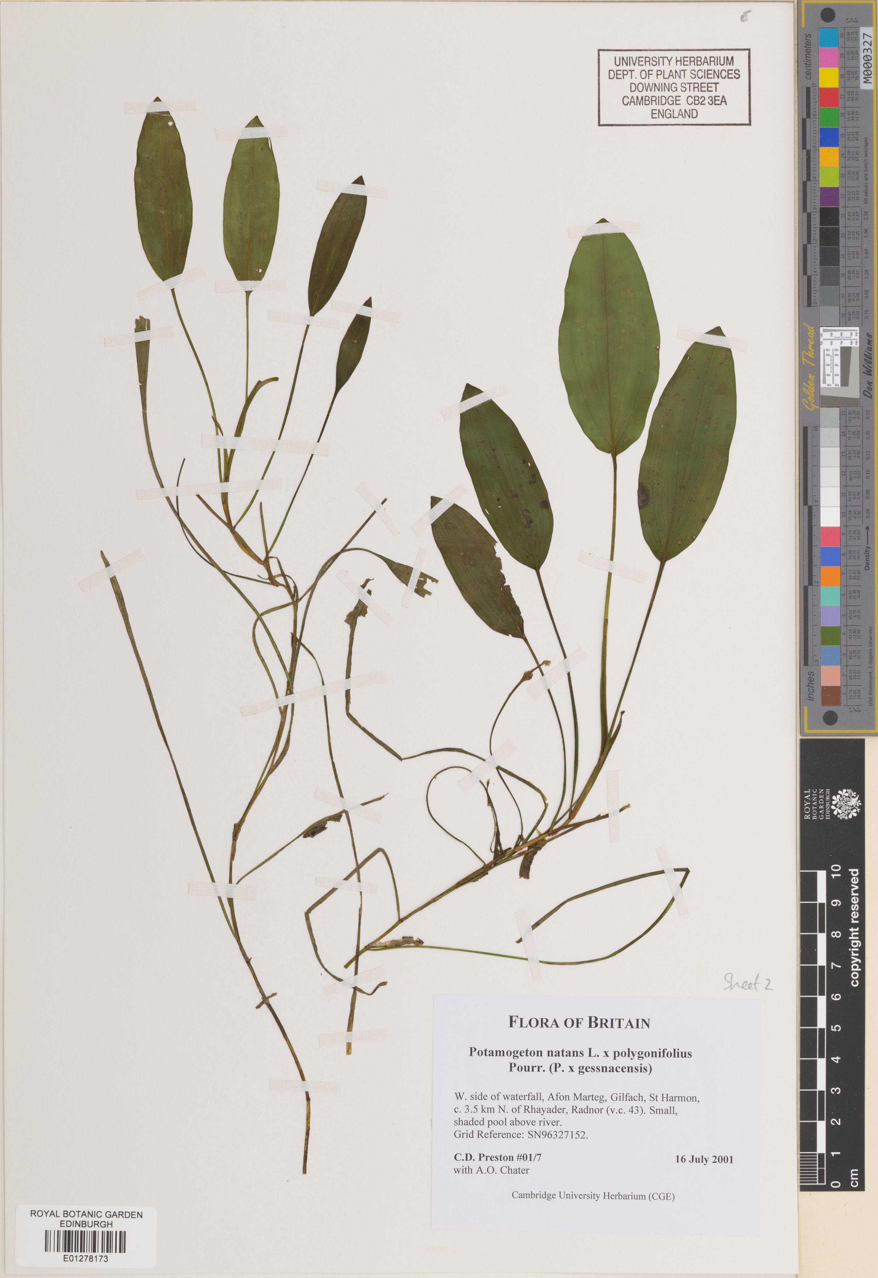 Potamogeton × gessnacensis photograph 2