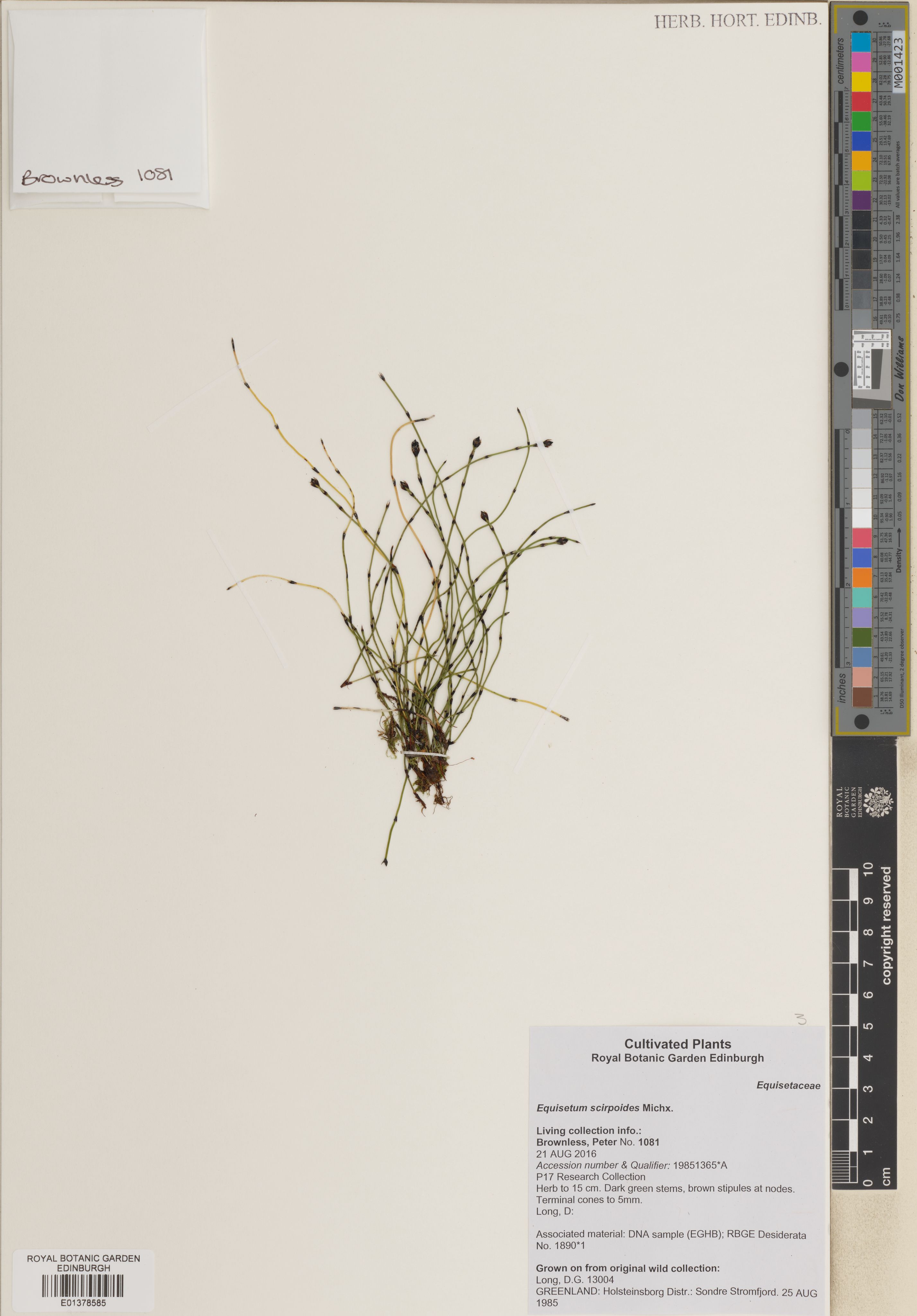 Equisetum scirpoides — ảnh 2