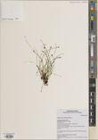 Equisetum scirpoides — ảnh 3