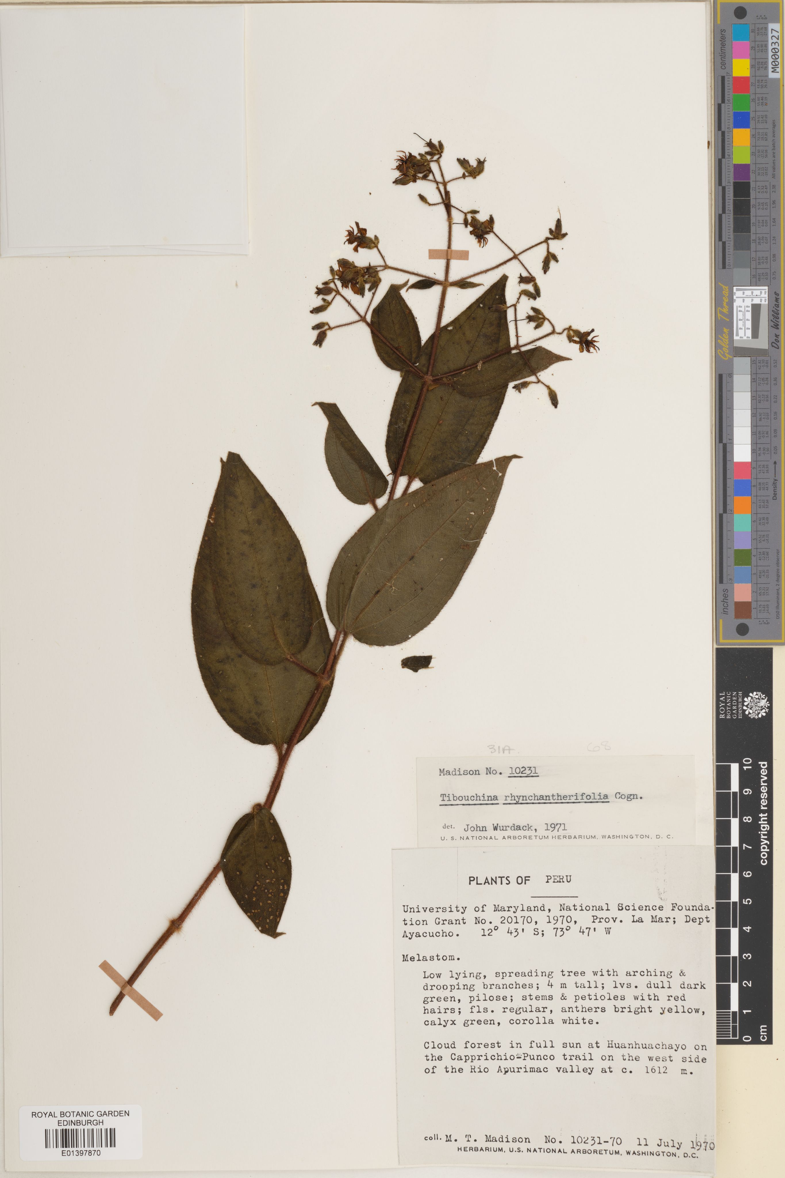Chaetogastra rhynchantherifolia photograph 6