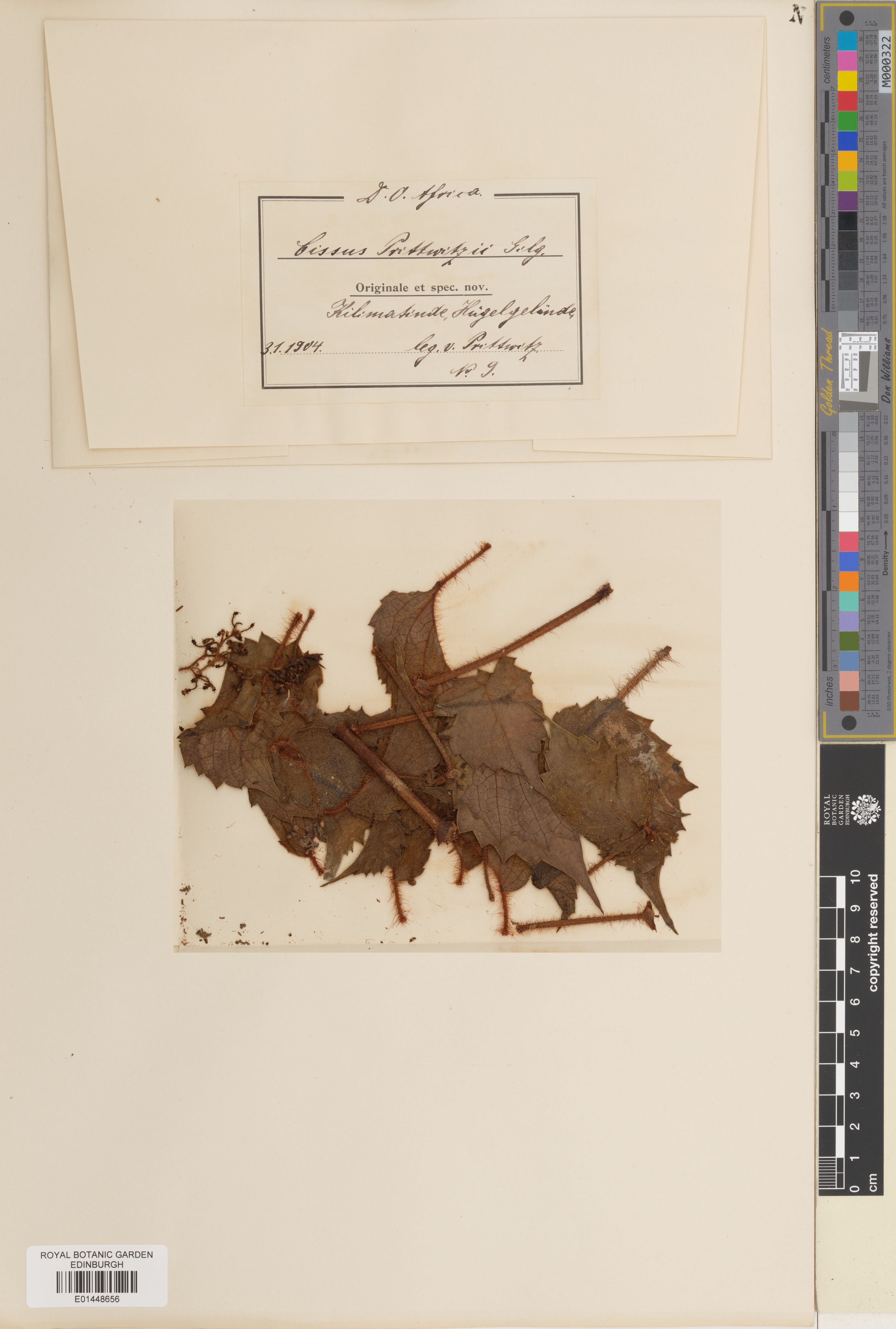 Cyphostemma passargei