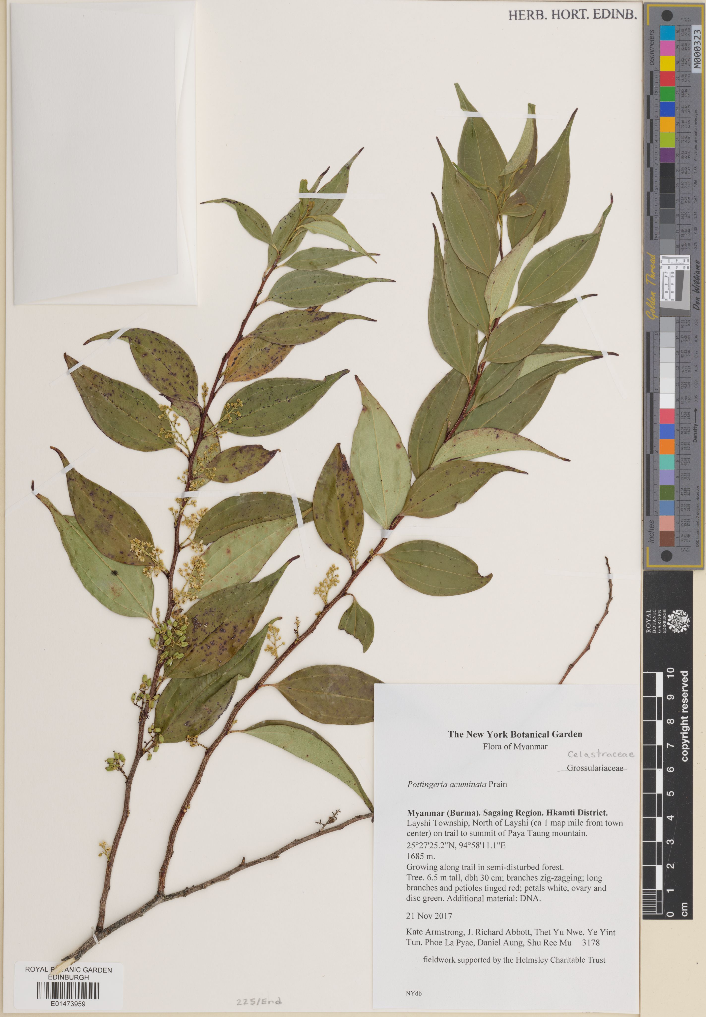 Pottingeria acuminata (Pottingeria acuminata)