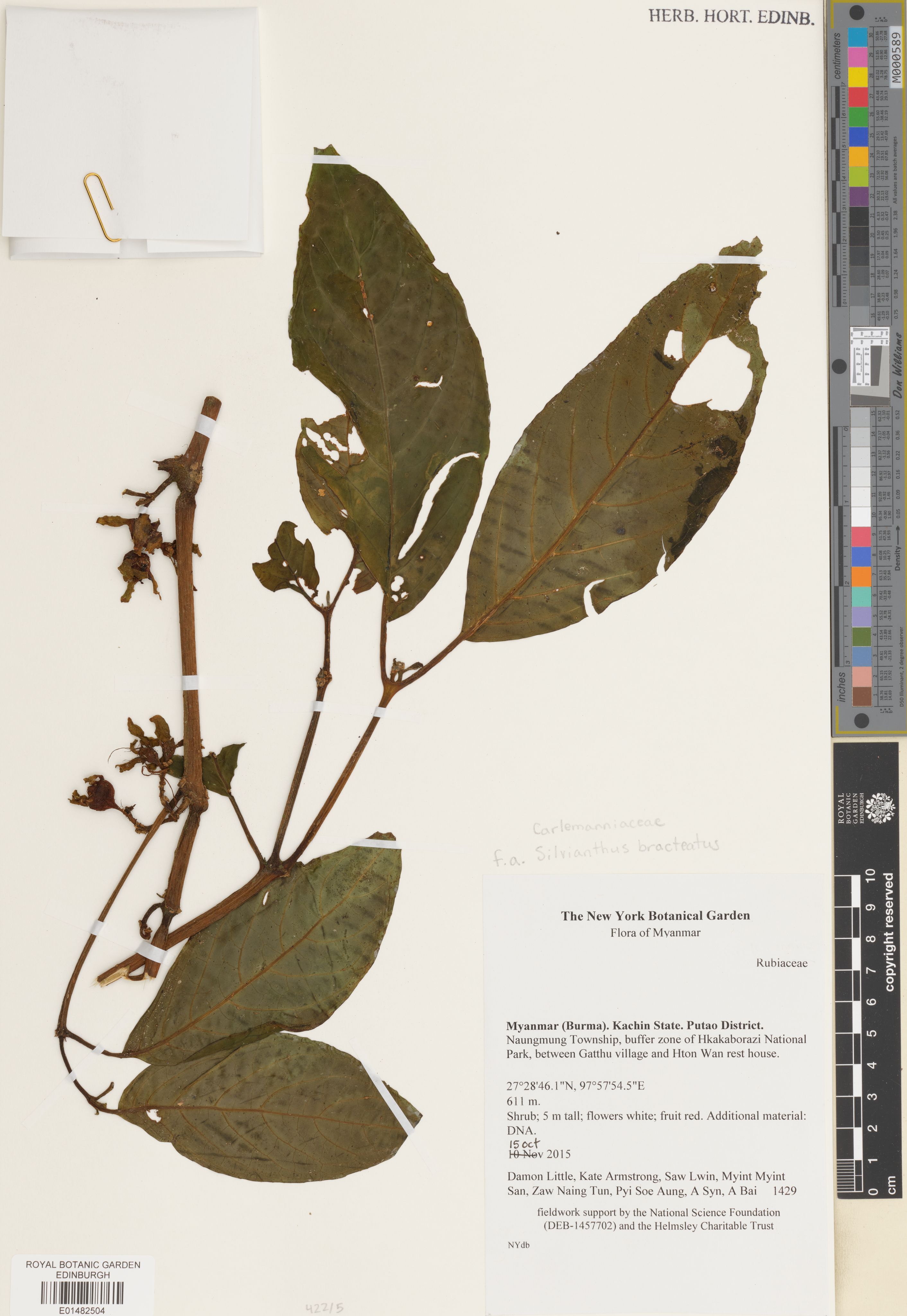 Silvianthus bracteatus photograph 4