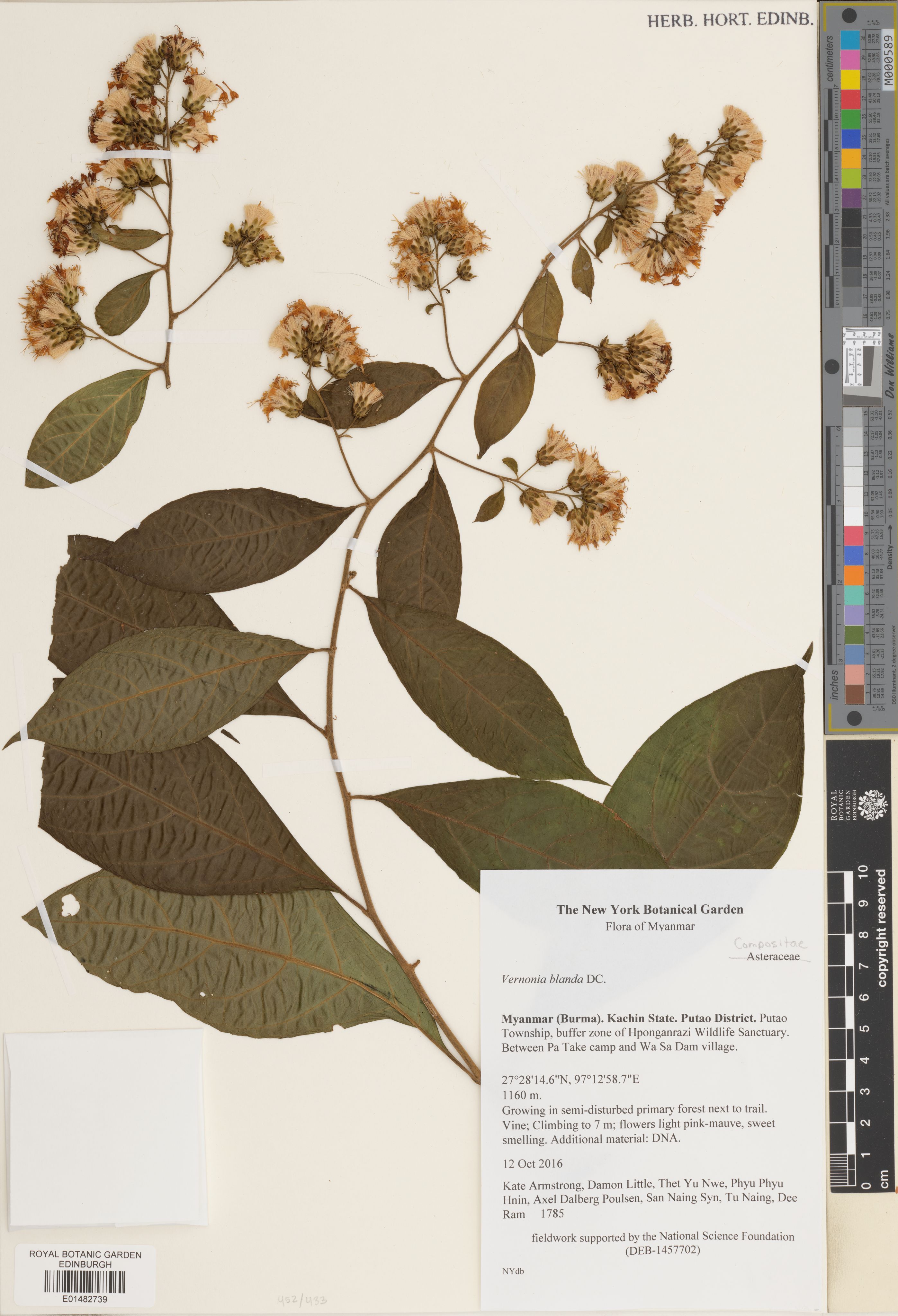 Decaneuropsis blanda (Decaneuropsis blanda)