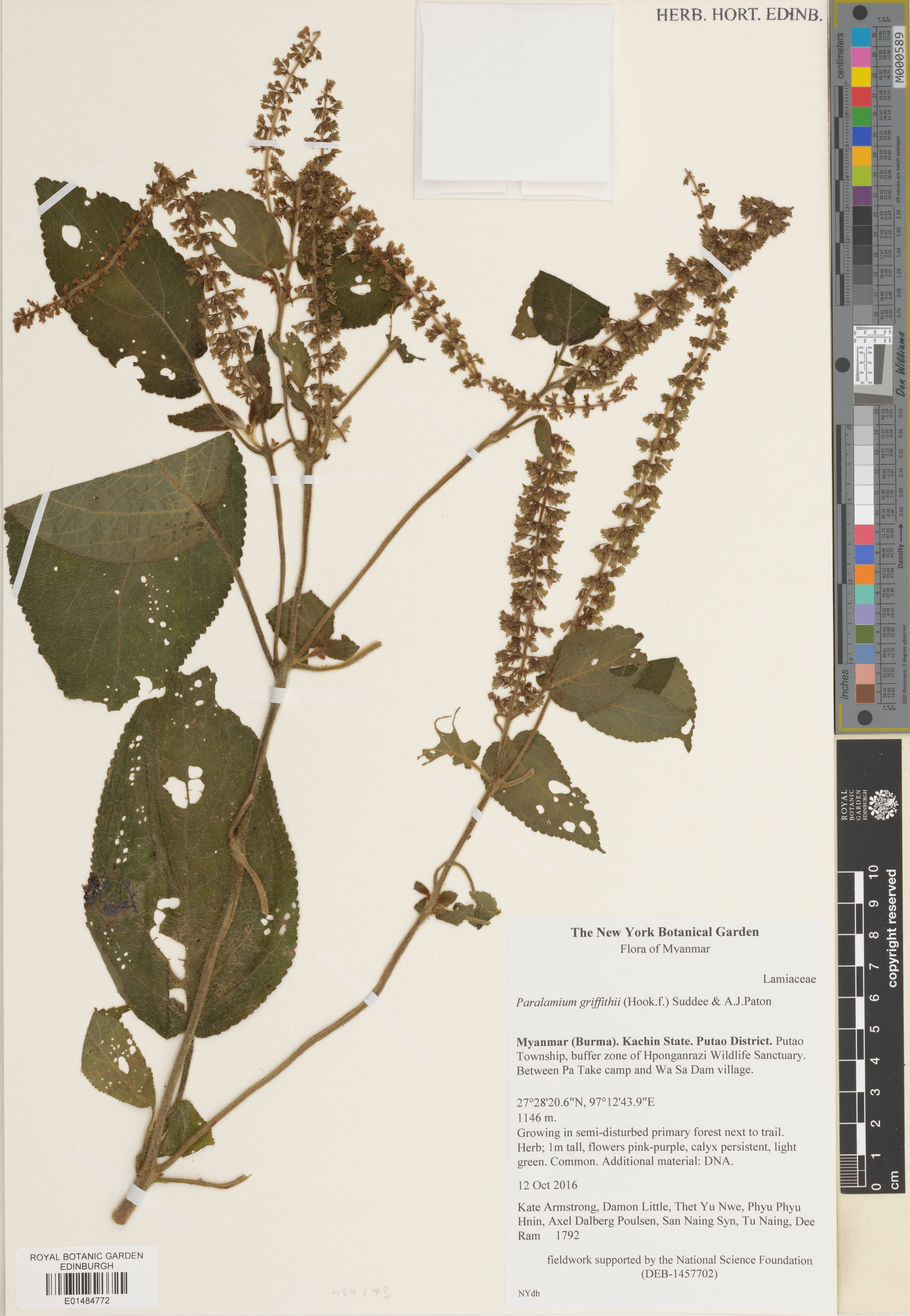 Paralamium griffithii (Paralamium griffithii)