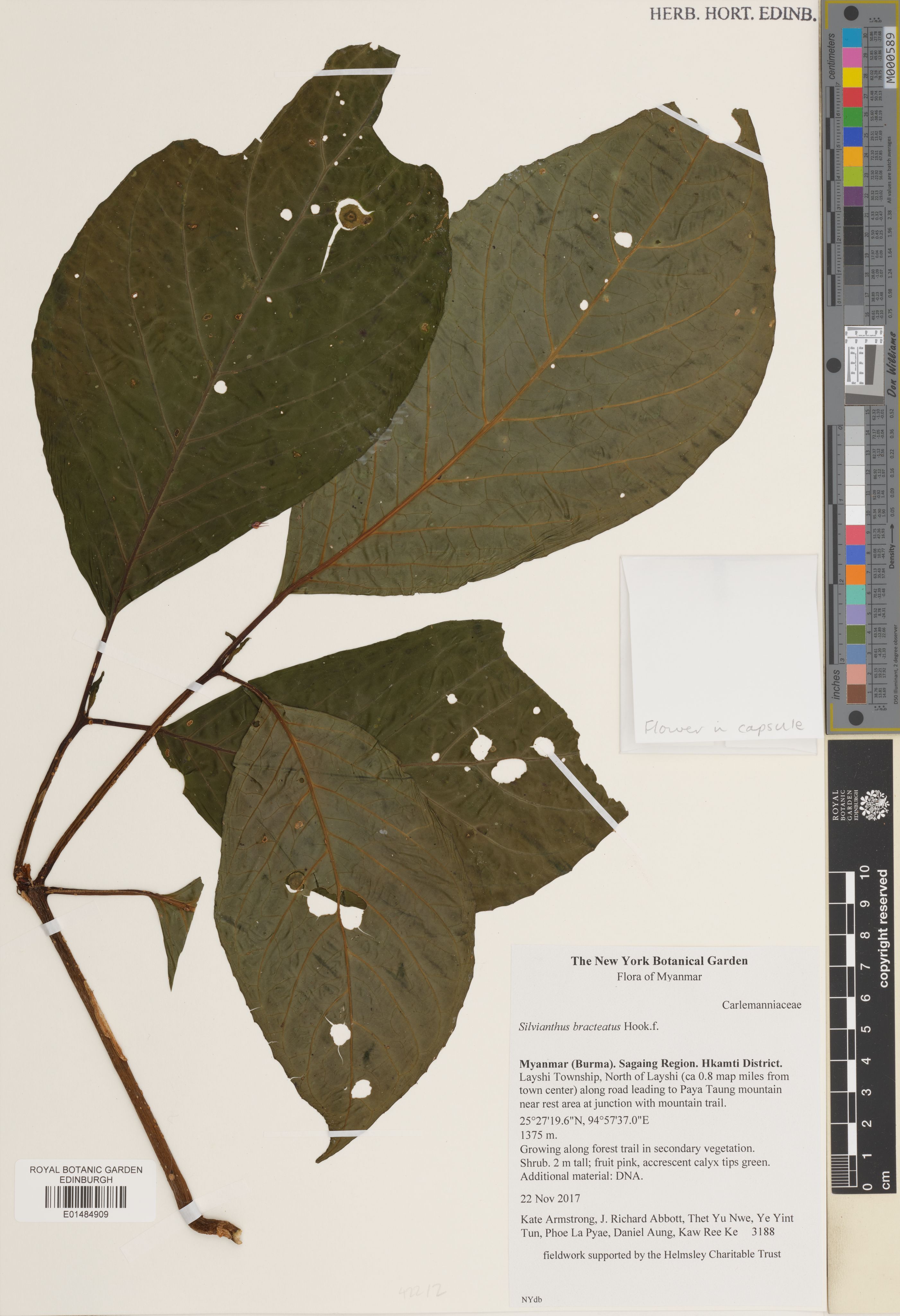 Silvianthus bracteatus photograph 3