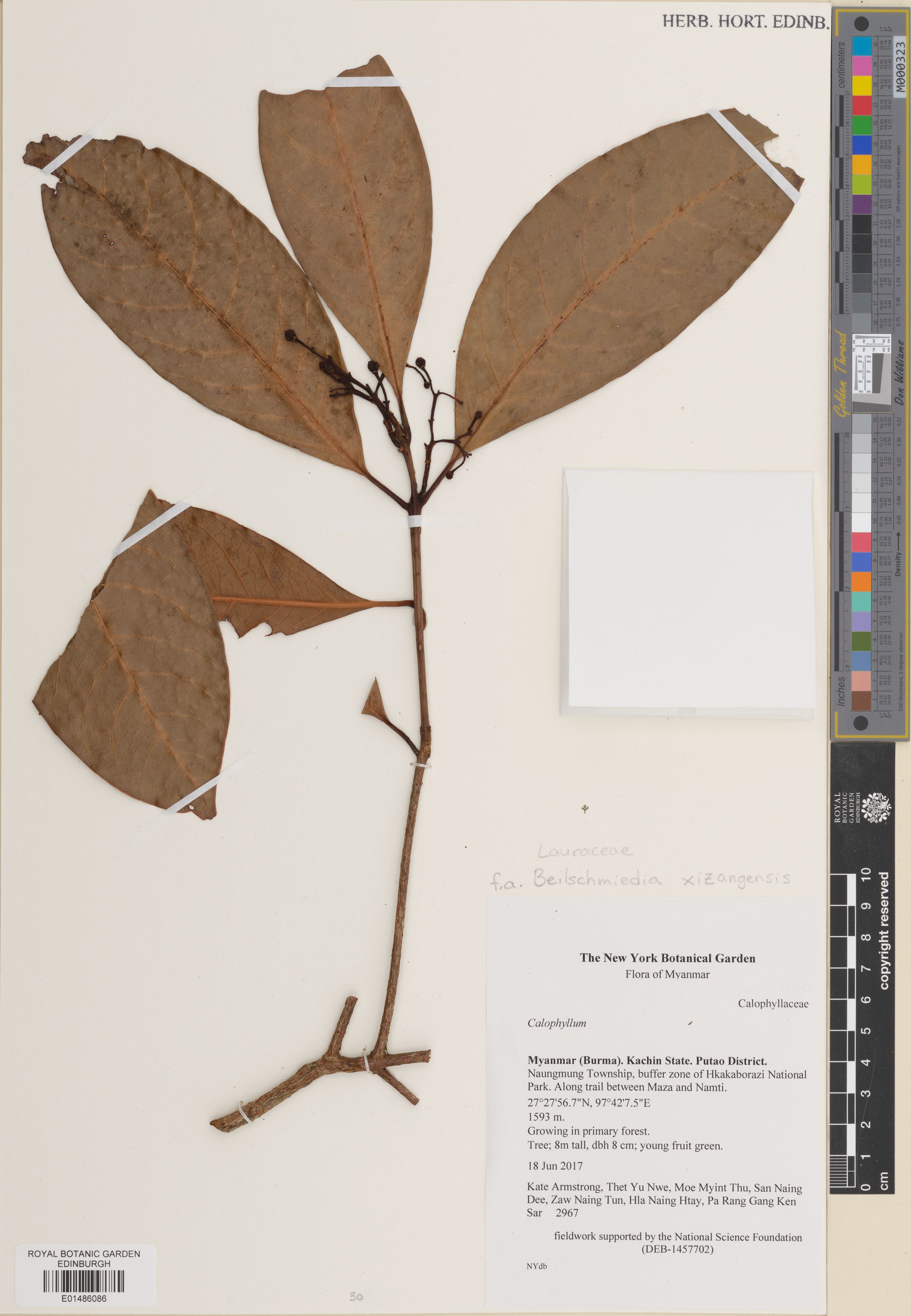 Beilschmiedia robusta (Beilschmiedia robusta)