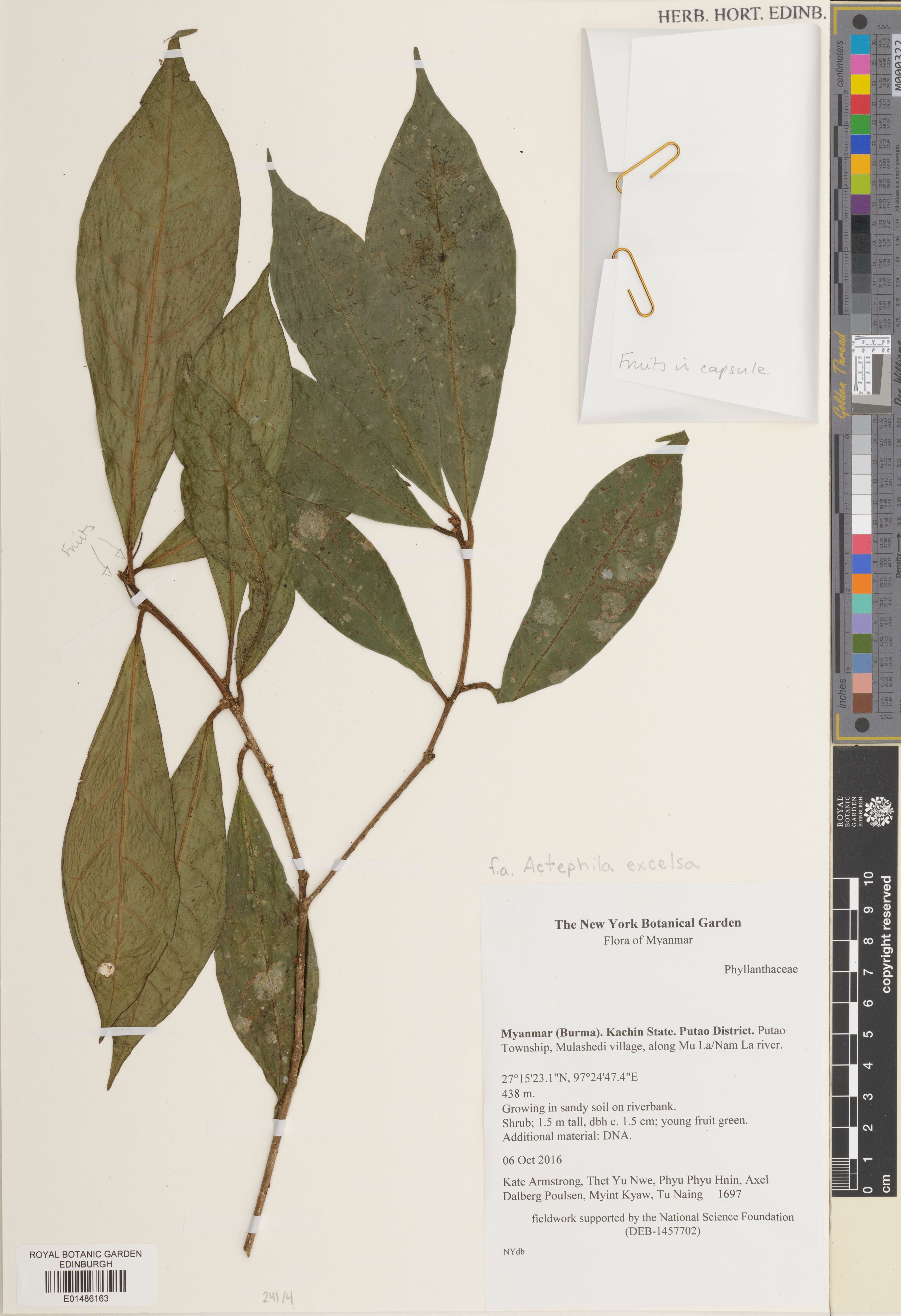 Actephila excelsa photograph 3