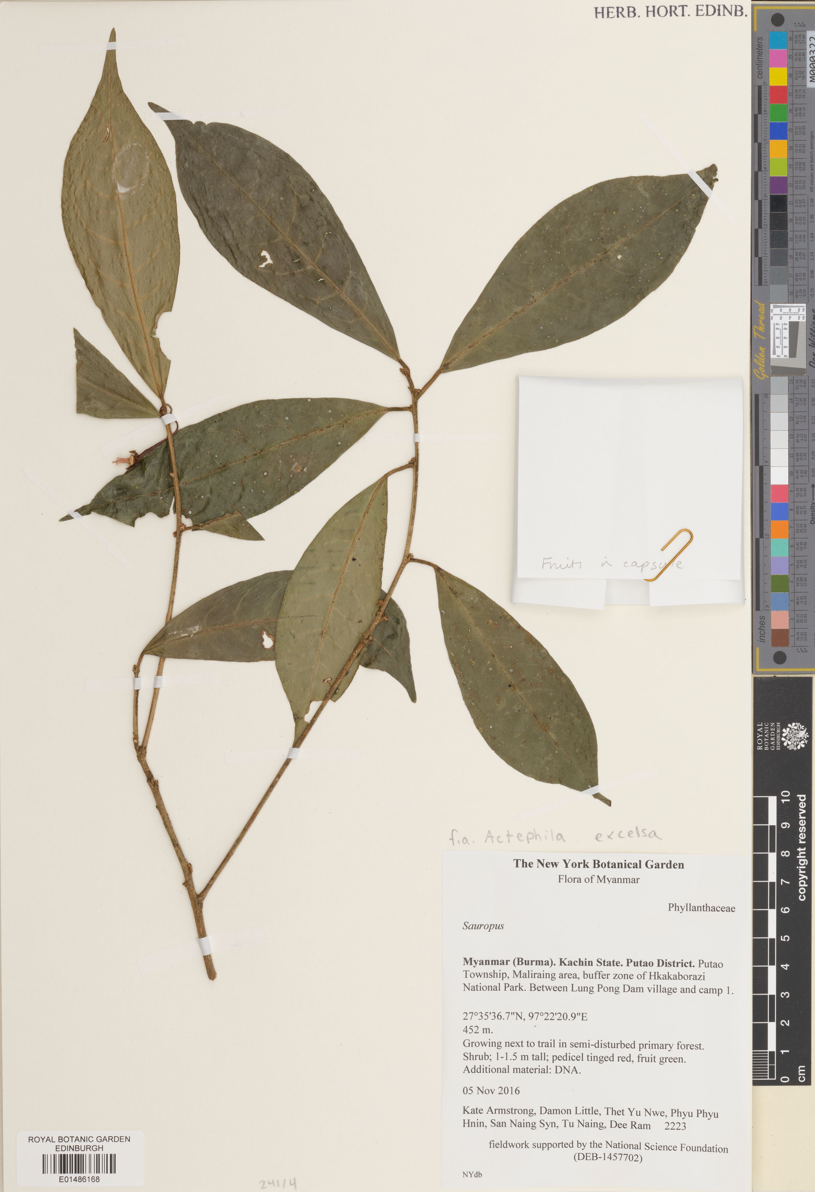 Actephila excelsa photograph 5