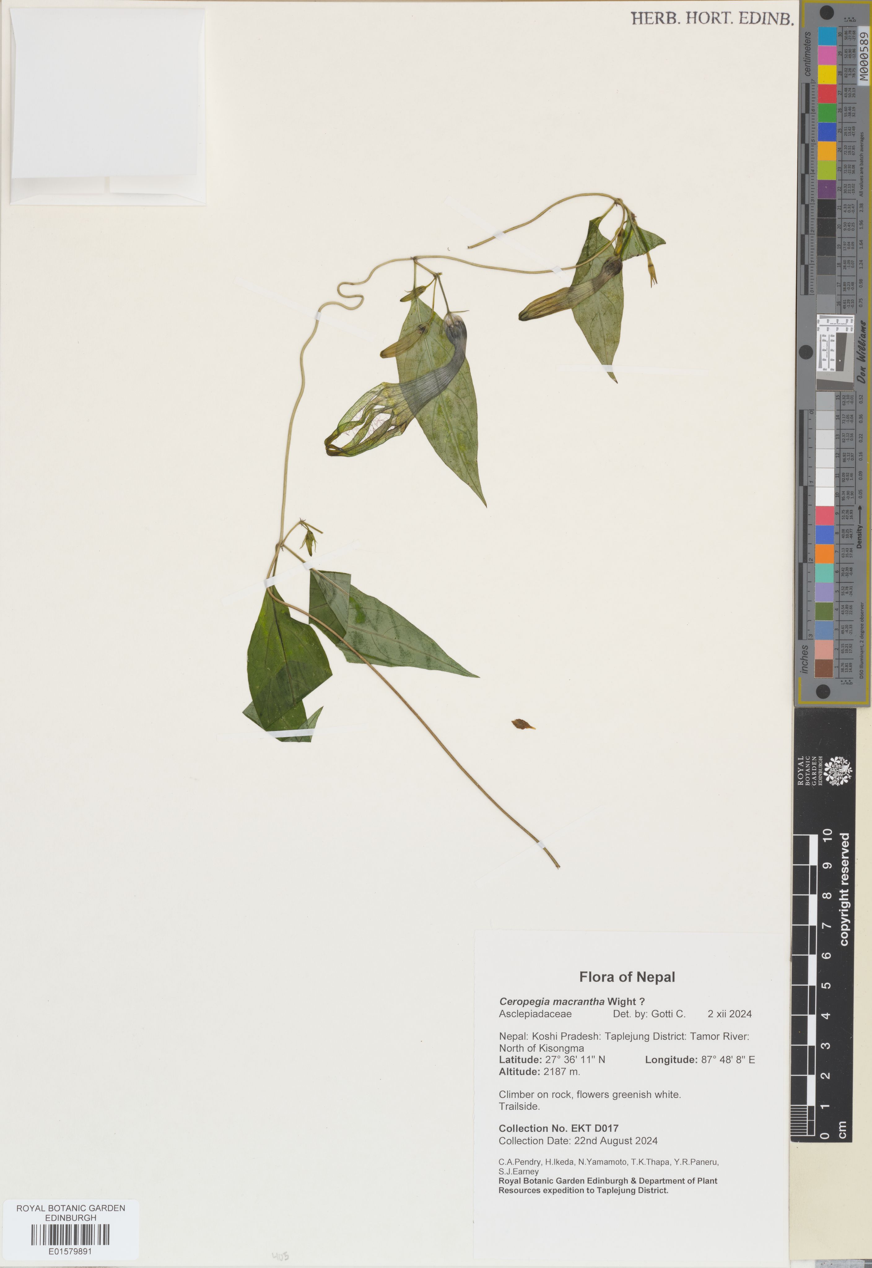 Ceropegia macrantha