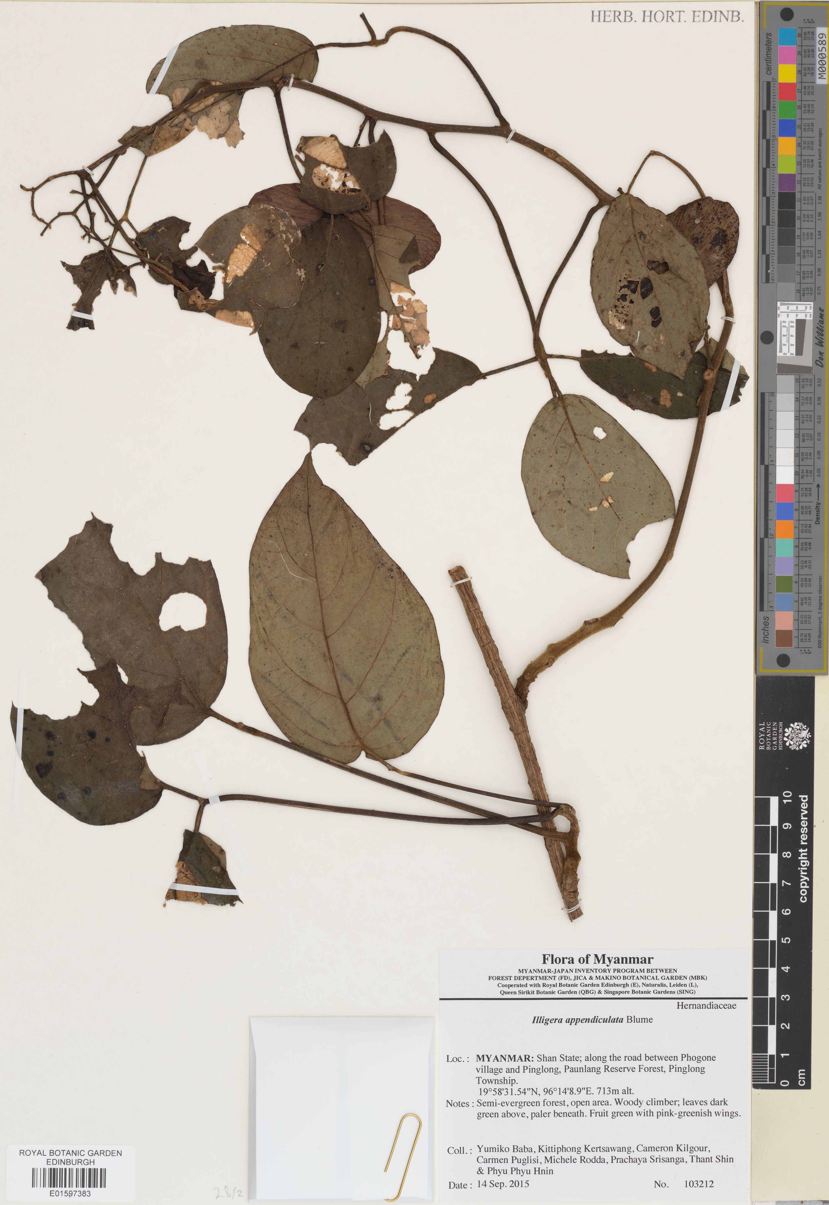 Illigera appendiculata photograph 2