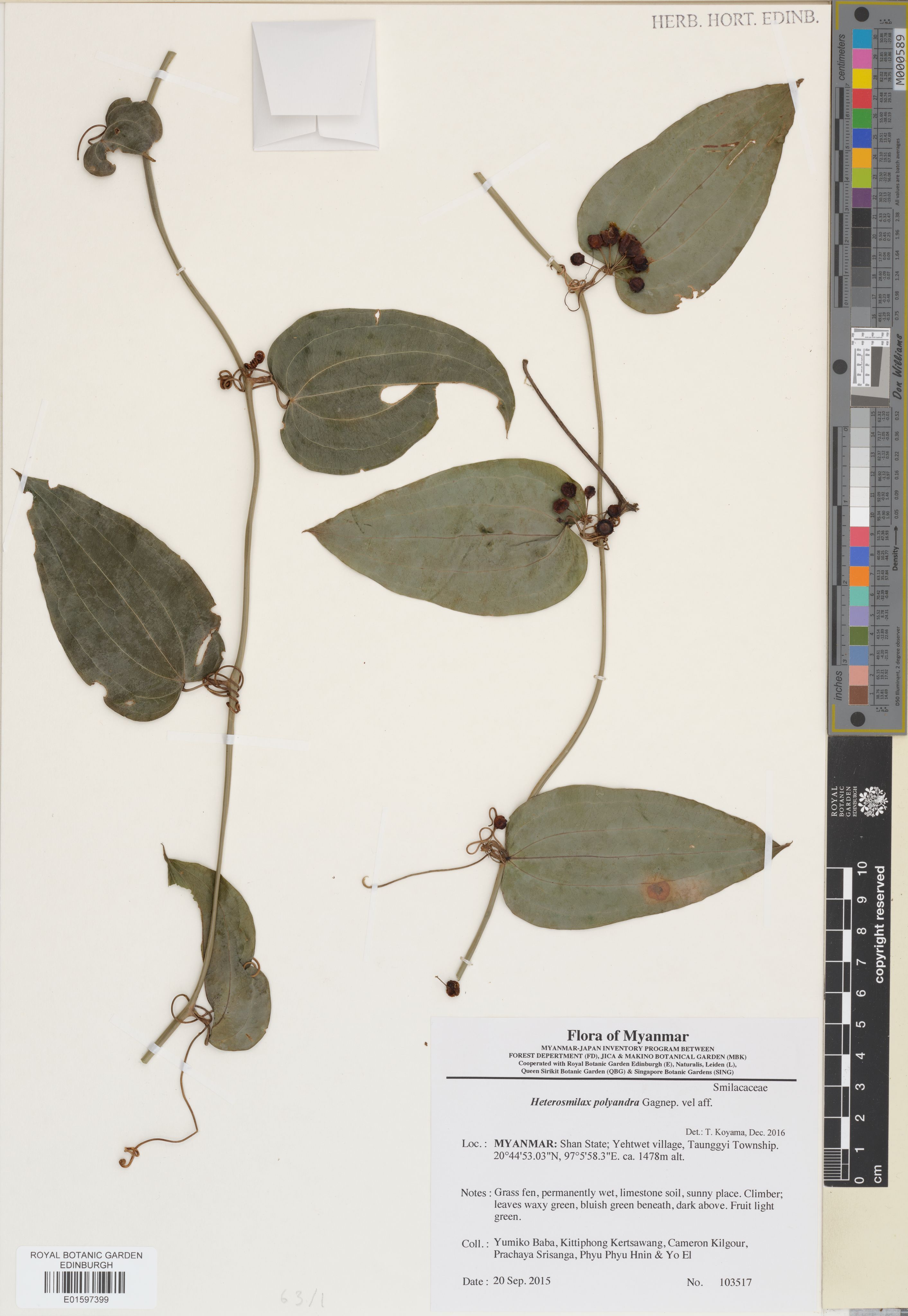 Smilax polyandra (Smilax polyandra)