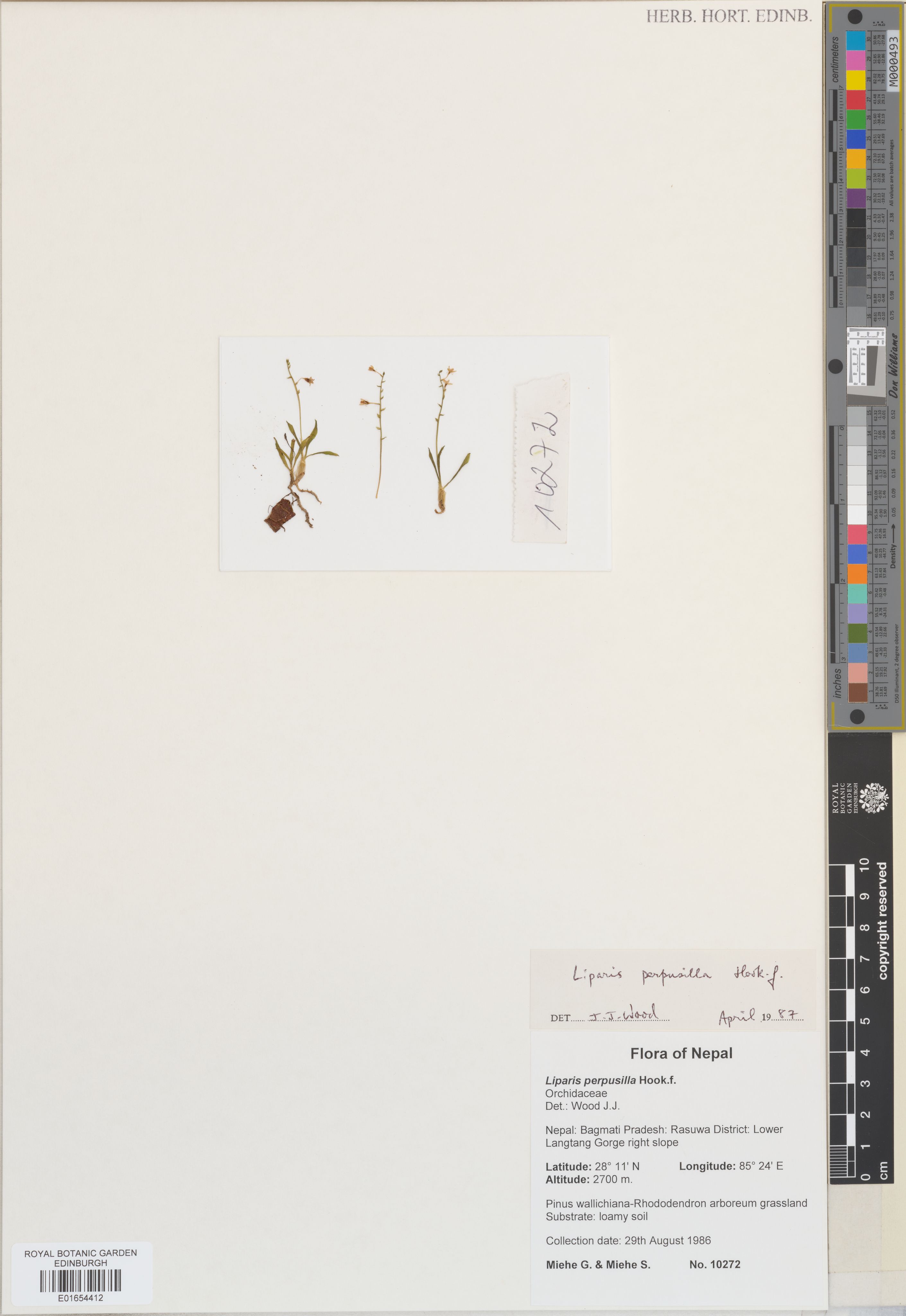 Liparis perpusilla (Liparis perpusilla)
